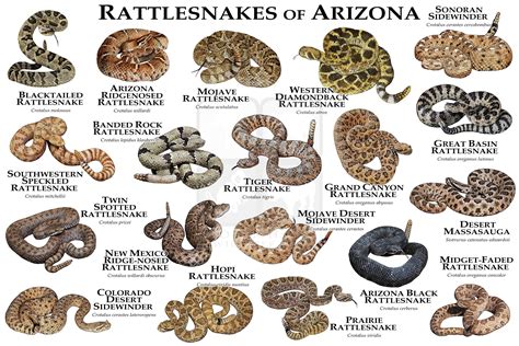 Rattlesnakes of Arizona Art Print / Field Guide | Etsy