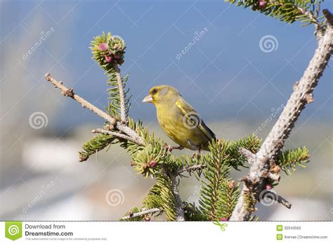 European Greenfinch stock photo. Image of beauty, european - 32043562