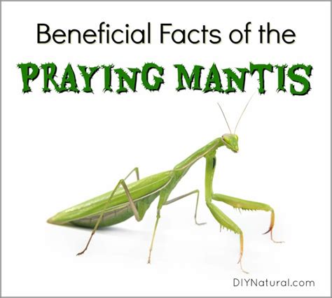 Praying Mantis Facts: The Facts and Benefits of Attracting Praying Mantis