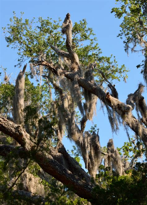 Spanish Moss Free Stock Photo - Public Domain Pictures