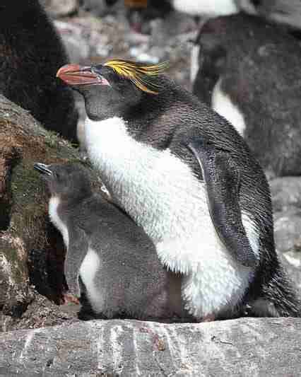 Macaroni Penguins | Penguins International