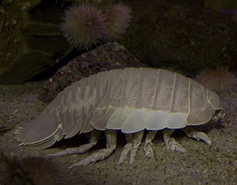 Aquarium of the Pacific | Online Learning Center | Giant Isopod