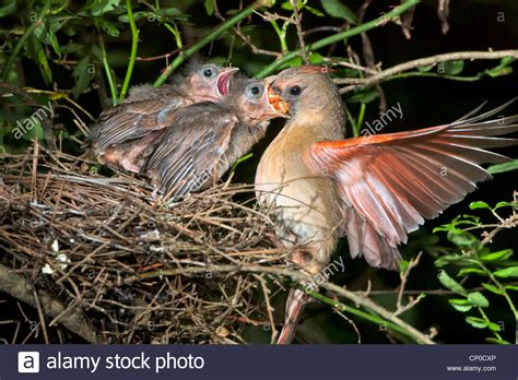 Female northern cardinal (Cardinalis cardinalis) feeding nestlings in Stock Photo: 47953326 - Alamy