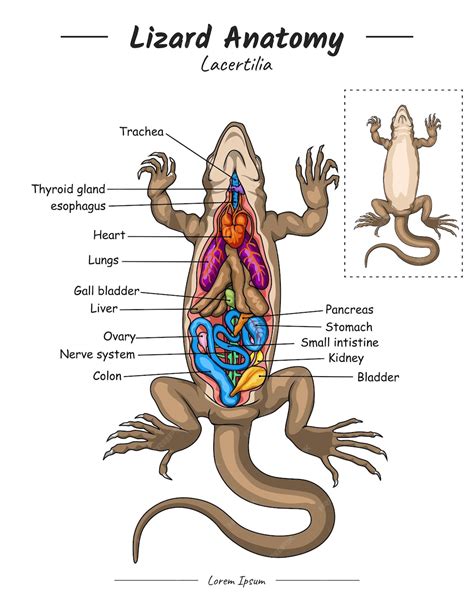 Premium Vector | Lizard anatomy a diagram of a lizard with the internal organs