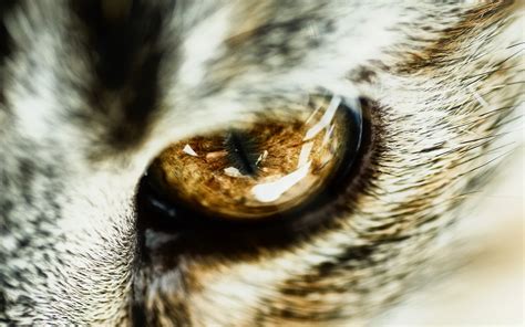 Cat Eye Close Up - Phone wallpapers