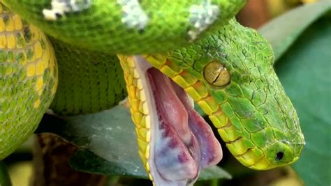 Green Tree Boa (Corallus Caninus) Stock Footage Video 3413141 ...