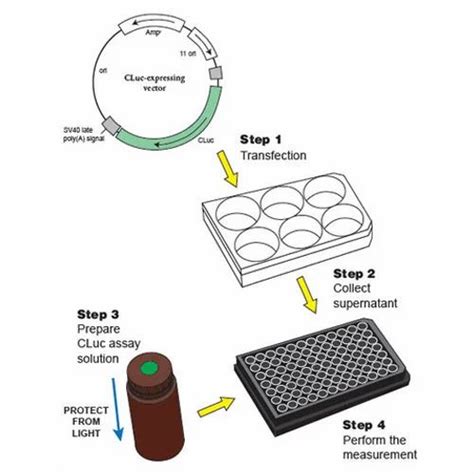 Luciferase Assay System in Yousufguda, Hyderabad, Icon Biosystems | ID ...