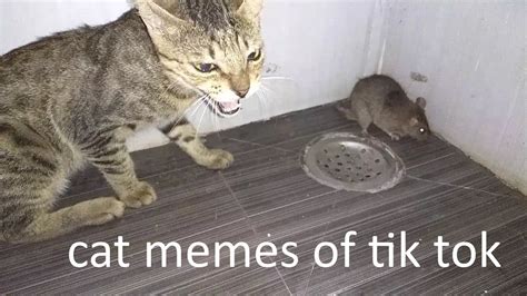 Cats Being Cats Funny Tik Tok Memes Compilation October 2020 - YouTube