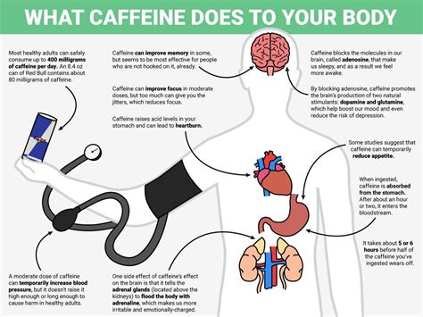 How caffeine affects the body - Business Insider