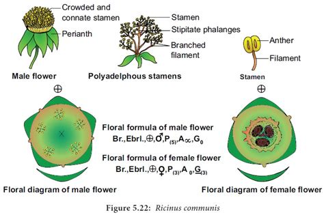 Family: Euphorbiaceae (Castor Family / Spurge Family) - Systematic position, Diagnostic and ...