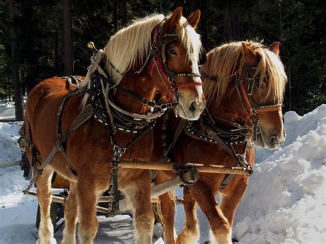 Amish Horses: Breeds, Treatment, And Uses.