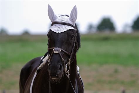 Black Horse with Tack Portrait by LuDa-Stock on DeviantArt