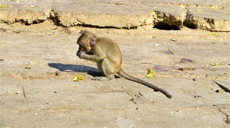 Baby Monkey Eating a Banana Stock Image - Image of banana, animal: 86014425