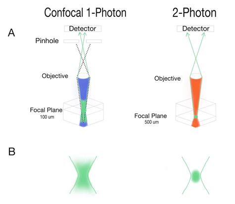 Two-Photon Microscopy Resolution - Inselmane