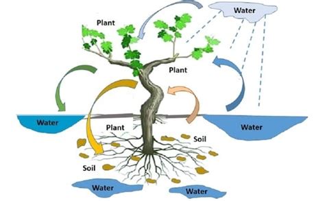 Water | Free Full-Text | Water, Soil, and Plants Interactions in a Threatened Environment