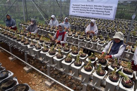 PANEN BAWANG MERAH HIDROPONIK | ANTARA Foto