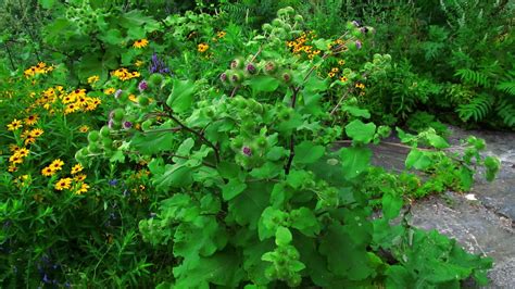 Wandering in Canada: The Root of Invasives: Burdock - Arctium lappa - Bardane