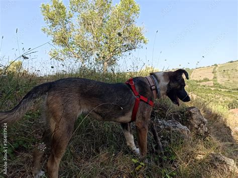 german shorthaired pointer hunting Stock Photo | Adobe Stock