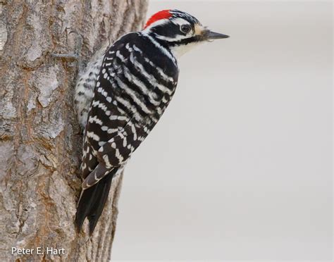 Nuttall's woodpecker - song / call / voice / sound.