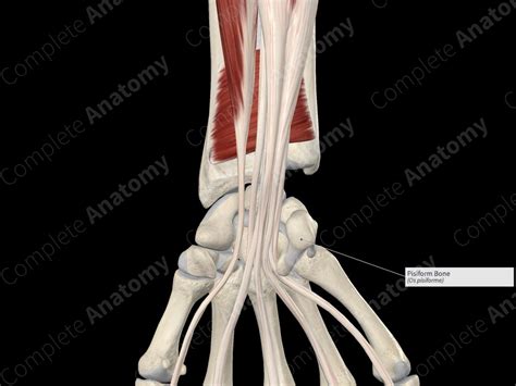 Pisiform Bone | Complete Anatomy