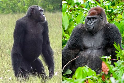 Differences Between Gorillas and Chimpanzees | Gorilla Trekking