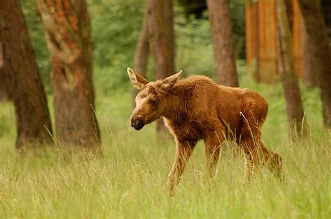 Baby Moose - a photo on Flickriver