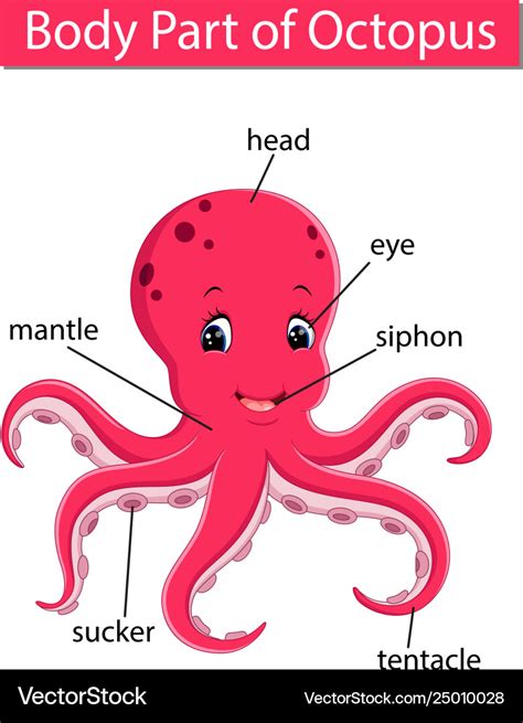 Dólar respuesta Comida sana octopus anatomy diagram tubo por otra parte, Tentación