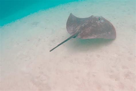 Snorkeling in Moorea: Best Tours & Snorkel Spots on the Island ...