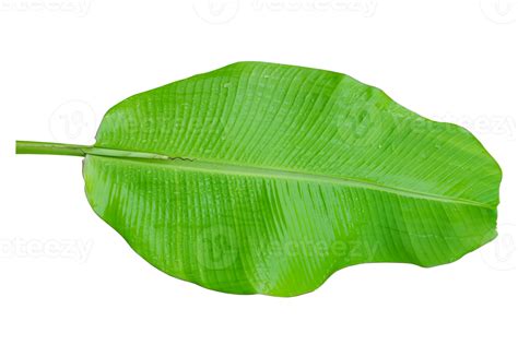 Green banana leaf isolated on white background. 10870019 PNG