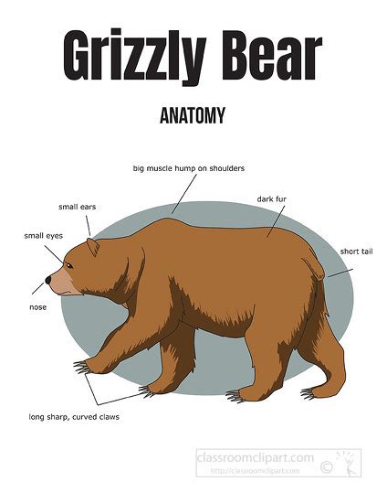 Bear Clipart-grizzly bear anatomy labeled clipart