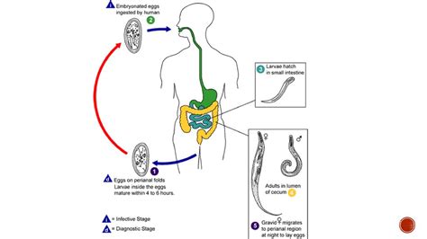 Phylum: Nematoda The Roundworms 27-2 pg ppt download