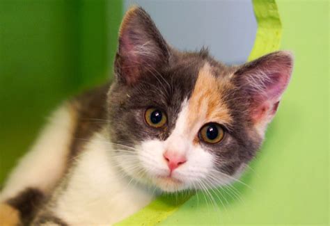 About Cat's Cradle | Animal Rescue | Harrisonburg, VA