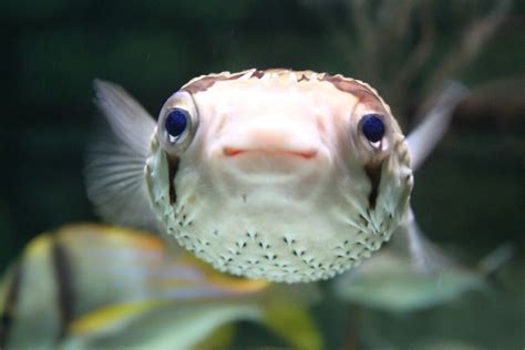 Cute Puffer Fish! :) | Marine fish, Therapy animals, Fish