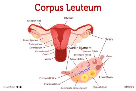 Corpus Leuteum Image (Human Anatomy): Picture, Functions, Diseases, and Treatments