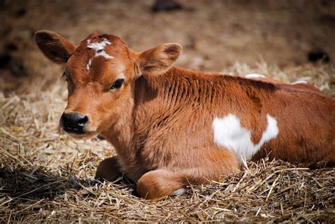 Gallery - Chisholm Family Farm | Jersey cow, Cute cows, Farm baby