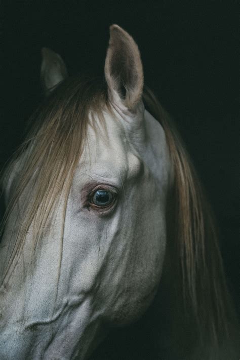 My kingdom for a Horse on Behance