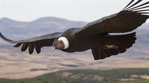 Andean Condor Soared for 100 Miles Without Flapping Its Wings... https://flip.it/q7LGlV | Andean ...