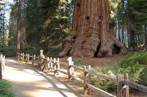 General Sherman Tree Webcam, Webcam Sequoia And Kings Canyon National Park California Giant ...