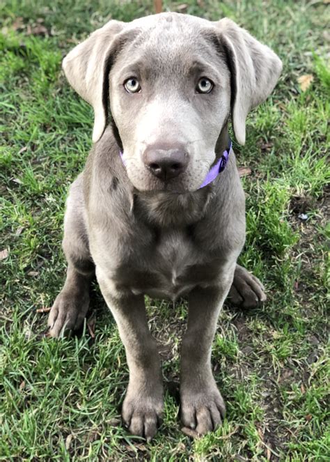 Silver Labrador Retriever, Silver Lab Puppy, female ~ "Misty" #labradorpuppyfemale #lab ...