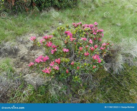 Alpine Rose in the Mountains of South Tyrol Stock Image - Image of ...