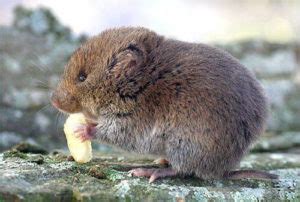 Vole Removal Services | Utah Wildlife Specialists