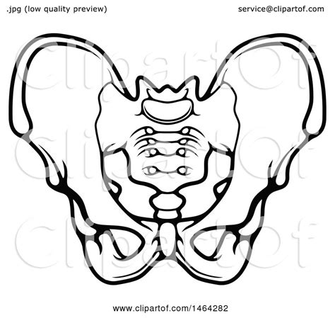 Clipart of a Black and White Human Pelvis - Royalty Free Vector Illustration by Vector Tradition ...