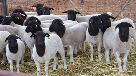 Dorper Sheep: A highly profitable venture few people know or talk about