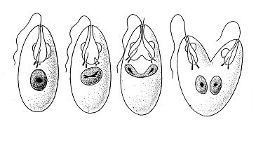 Binary Fission / Symmetrogenic division in Euglena | Download Scientific Diagram