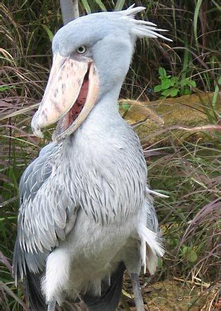 Shoebill | Giant Wader, African Stork, Wetlands | Britannica