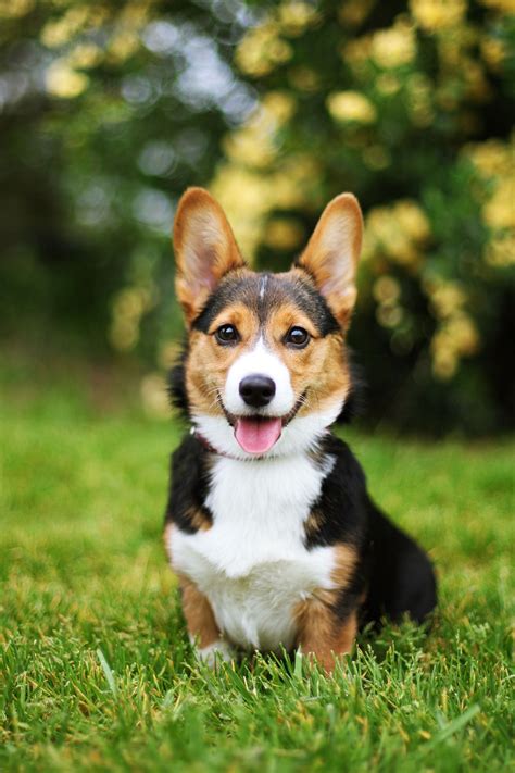 A List of Small Dog Breeds That Will Pretty Much Always Look Like ...