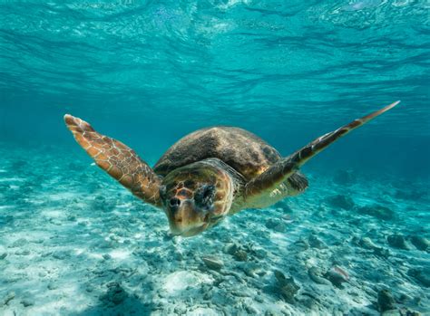 Loggerhead turtles may benefit from a warming climate, but not for long ...