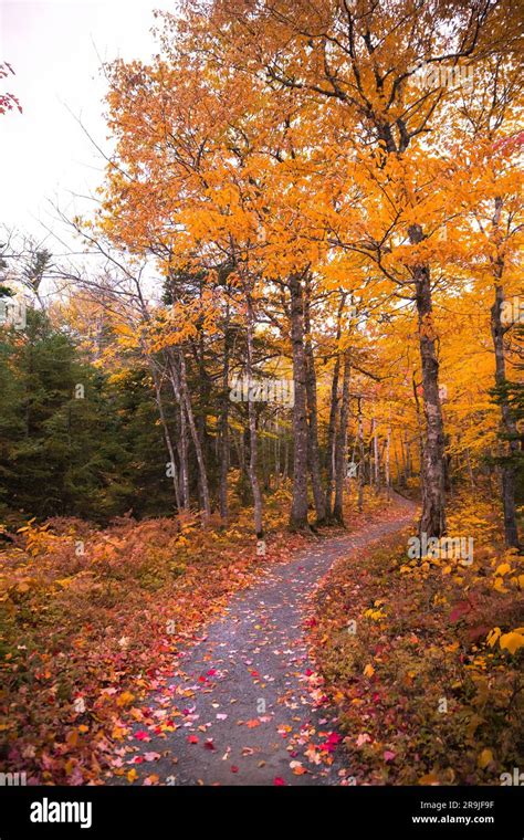 Beautiful scenery of autumn fall foliage colors inside Cape Breton Highlands National Park ...