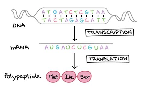 Dna Transcription and Translation | 9.4K plays | Quizizz