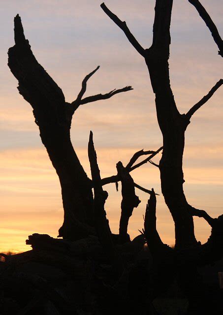 Dead tree silhouette © Bob Jones :: Geograph Britain and Ireland